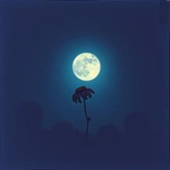 Hollow Bloom