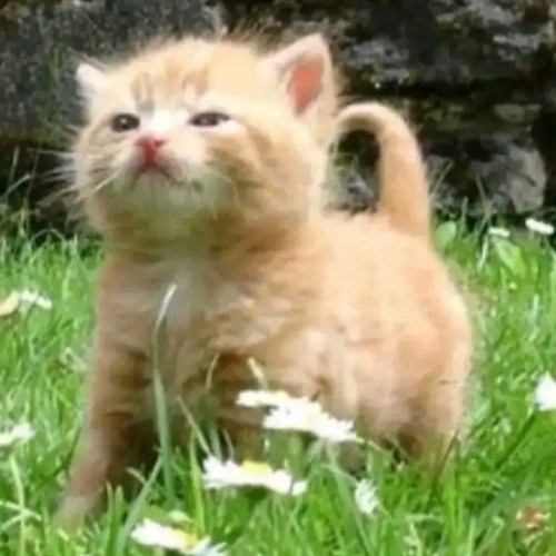 Stream bloodycrona | Listen to zxx4 playlist online for free on