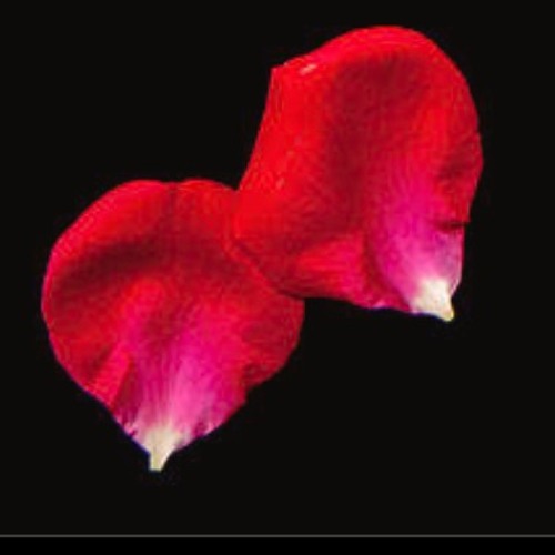 Live Jam "Twin Petals"