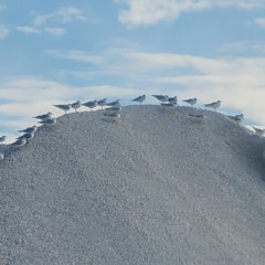 Atomchild - Nova Massive