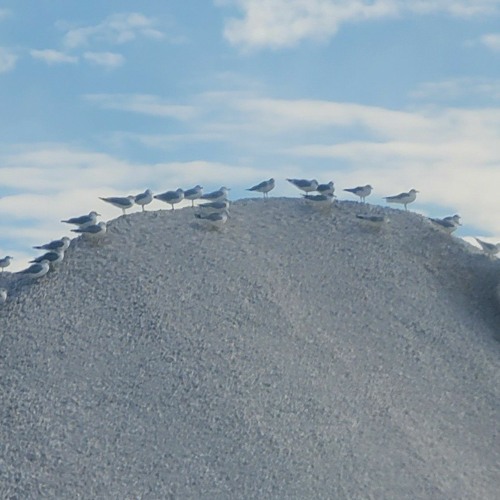 Atomchild - Nova Massive