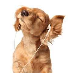amazing tunes