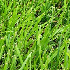Grass 4