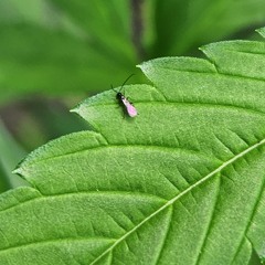 aphids