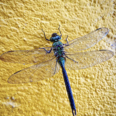 Channupa song - Sundance -JC