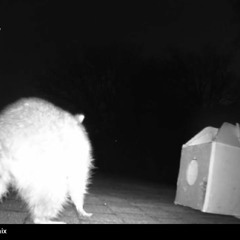 AAAC Wildlife Removal of Phoenix - Racoon Pest Control Phoenix