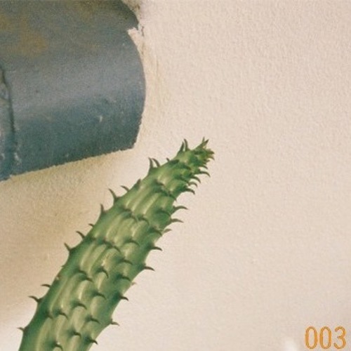 Rosa 003 - Bas Dobbelaer
