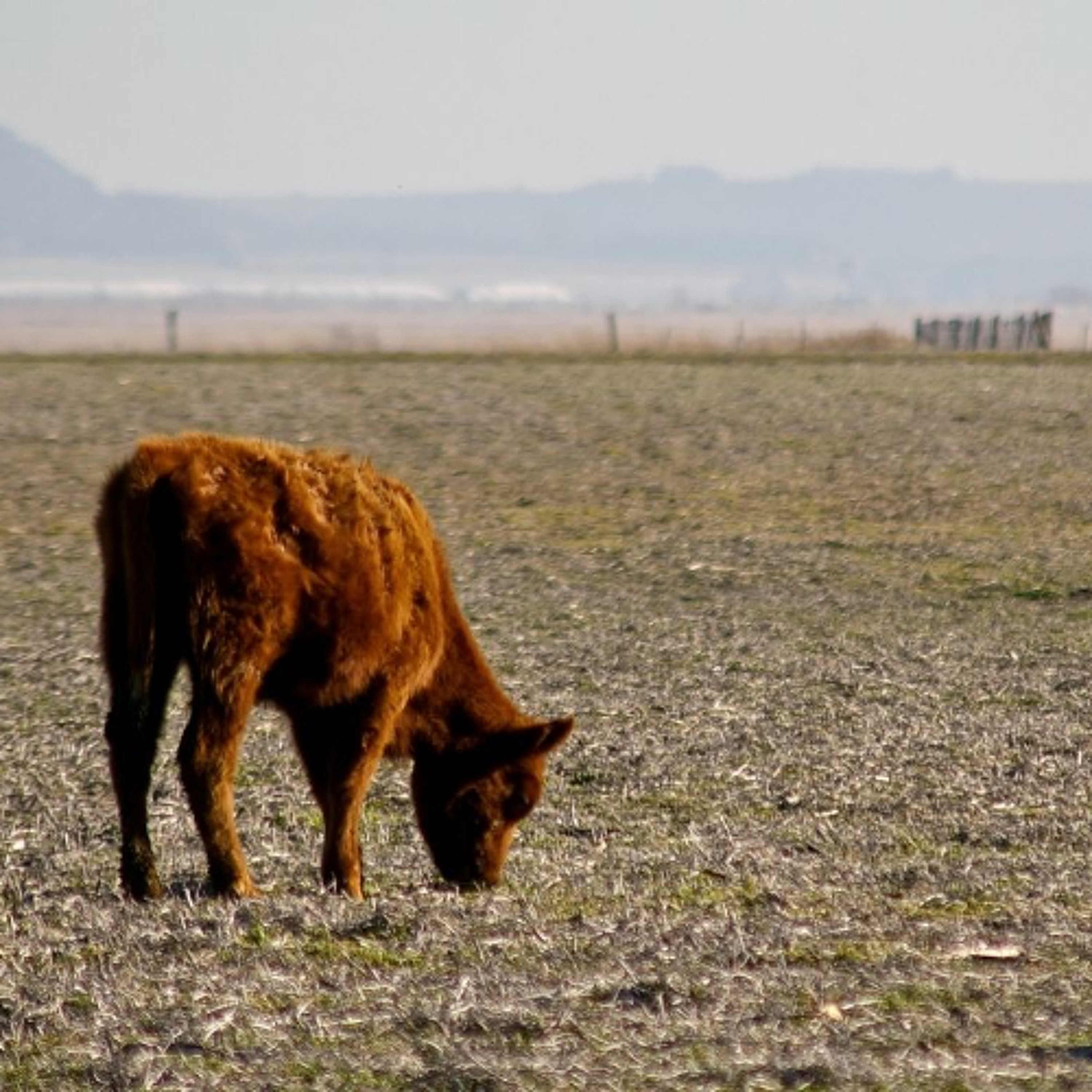 BC Cattlemen's Association raises the alarm over drought episode artwork