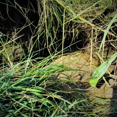 It All Comes Back Again(Live)