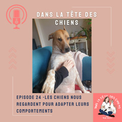 Les chiens nous regardent pour adapter leurs comportements