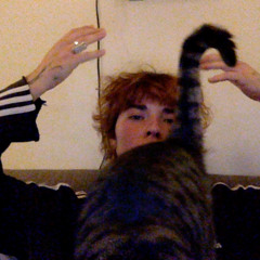 Le chat est stressé