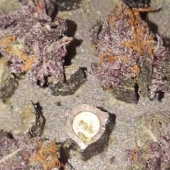 Super Gremlin (3mix)