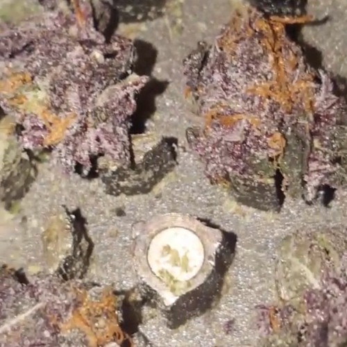 Super Gremlin (3mix)