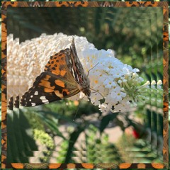 ck - daily drip [153bpm]