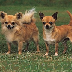 chihuahuas
