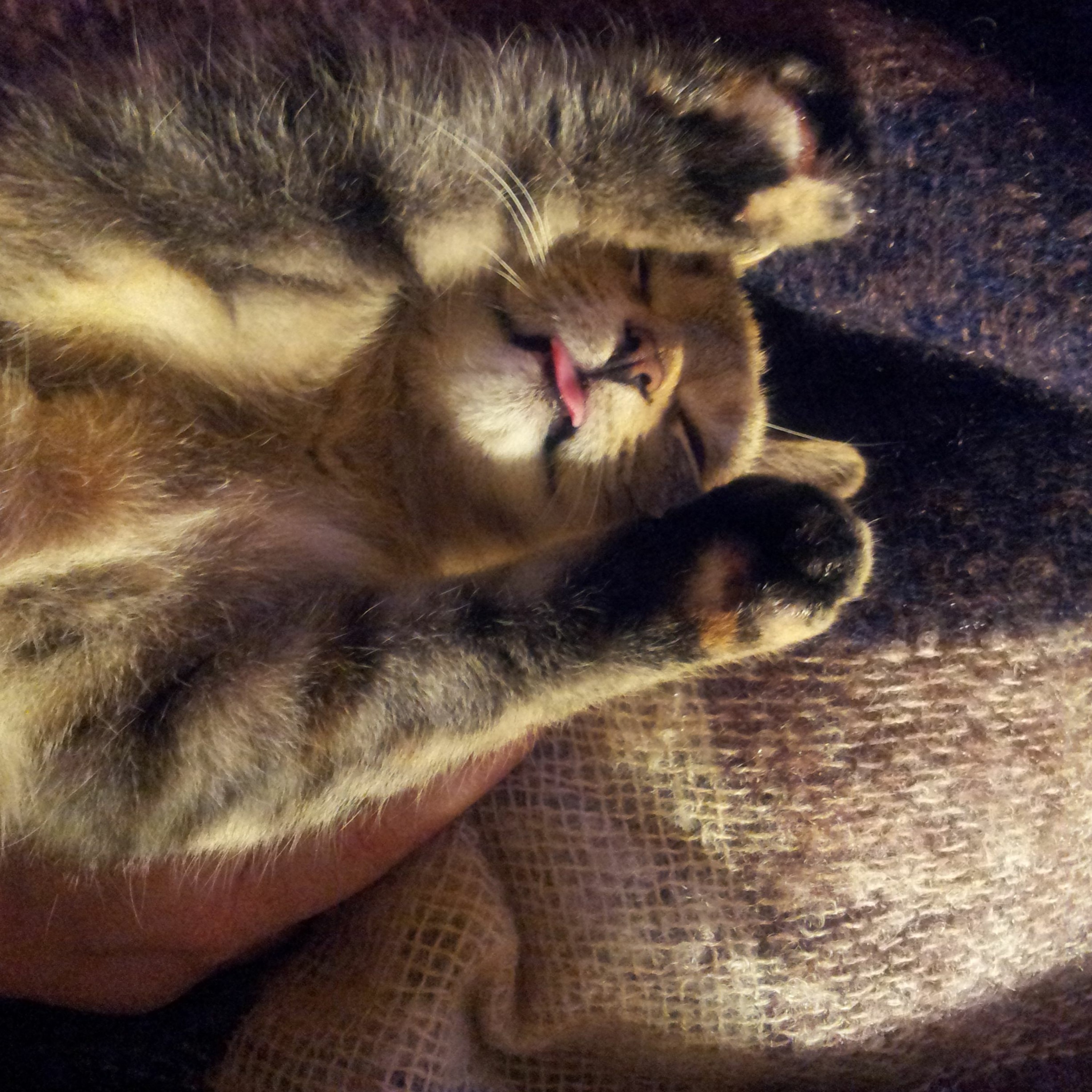 Goodnight Gracie