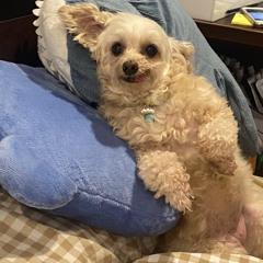 (pmcover) โอ้ใจเอ๋ย