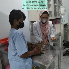 0813-8096-0396 Praktek Dokter Hewan Jatinegara Jakarta Timur