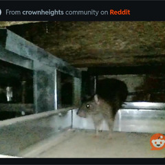 I Am a Rat