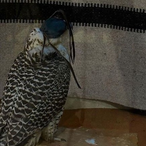 " حظ من ضاق صدره "