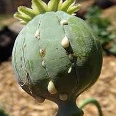 LoyalTrash - supi nade mnou one take. (Br0kenBoyzz)