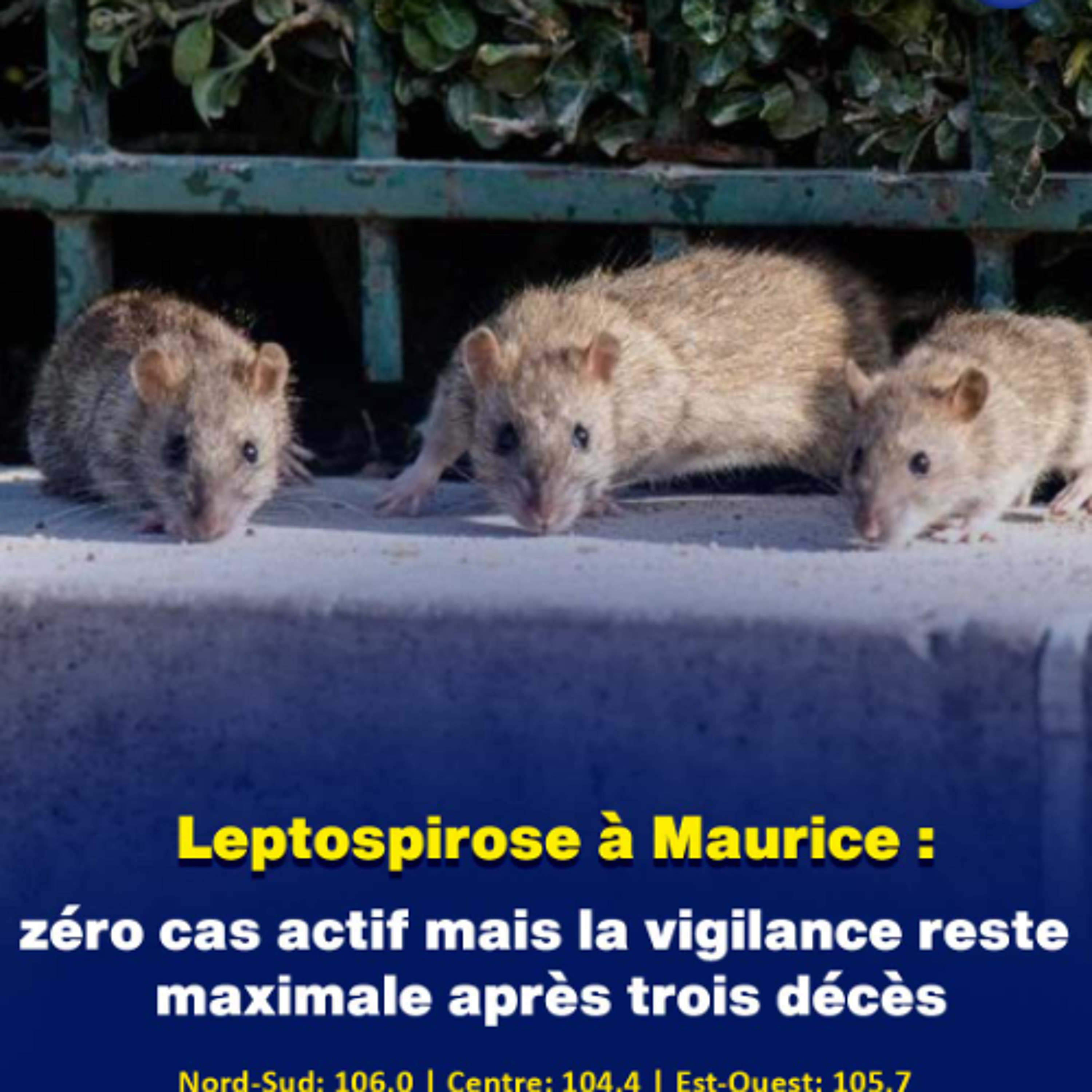 Leptospirose à Maurice : zéro cas actif mais la vigilance reste maximale après trois décès episode artwork