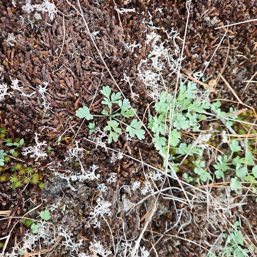 Steep'd Ambient Set (10-25-2025)