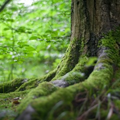 Ancient Woods Keeping Sacred Tales
