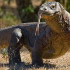 Komodo Dragon - Block tales OST (Funny Cover)