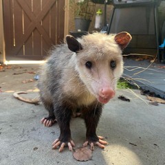 Carson The Opossum