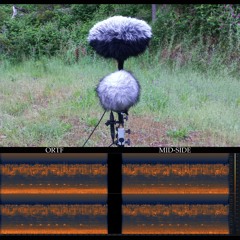 ORTF and Mid-Side (Parallel Recordings). 5. Common Bronzewings and Blackbird.