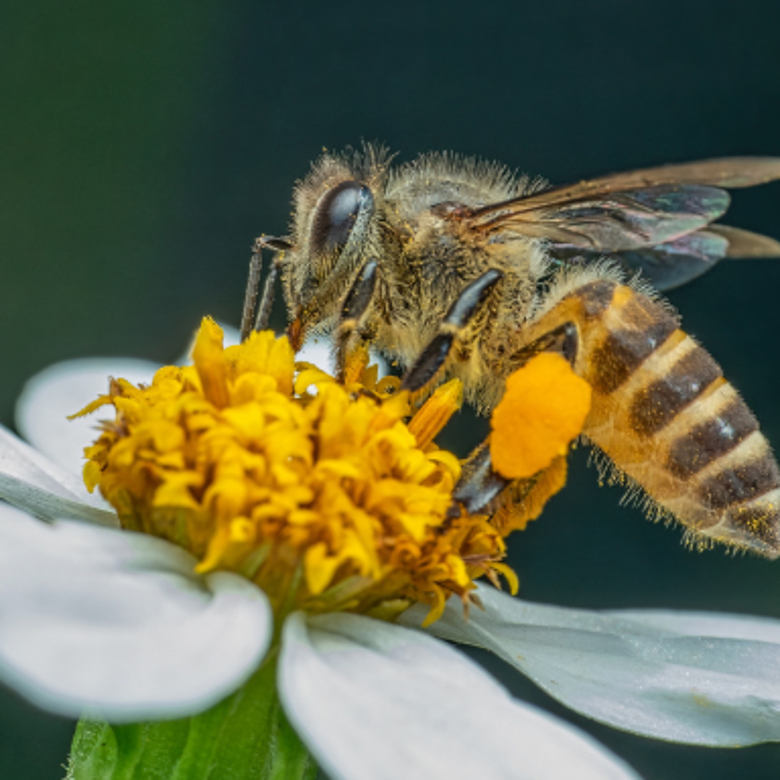 The Protection Of The Native Irish Honey Bee Bill 2021 episode artwork