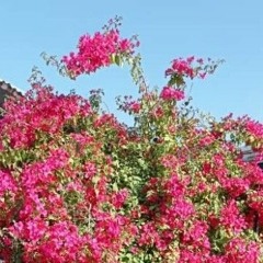 من و جدا شدن از کوی تو خدا نکند - مجید کنجدکار