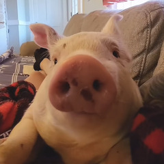 Common Mollies 12/15