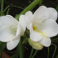 Holding Back The Years cover song