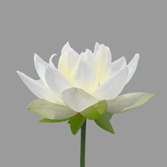 上师开示: 每日读经忏悔，深入实修