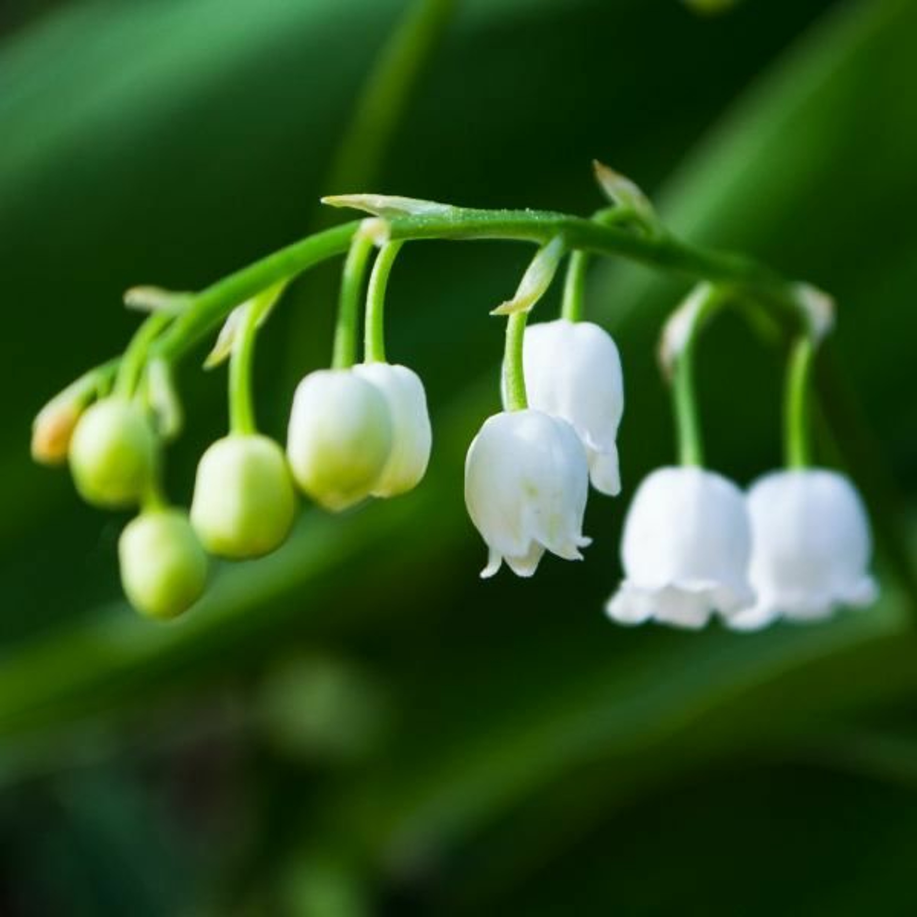 Lily of the Valley episode artwork