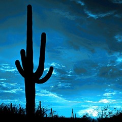 Blues for a Cactus