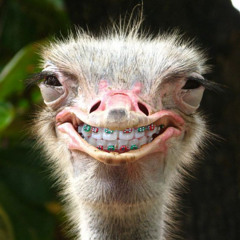 Smiling bird