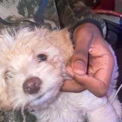 3Doly-cous cous prod me #t23