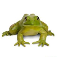 bullfrog