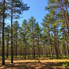 Whispering Pines