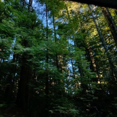 avenue of the giants