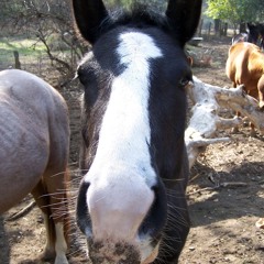 HORSES