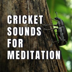 Calming Crickets Sounds