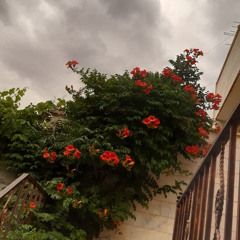 ‎⁨سورة الملك|أحمد خضر ⁩