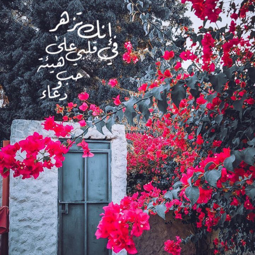 قران كريم صوت جميل وهادا يريح القلب M4a By Noura Nasser