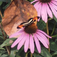 24.10.2025 - Capítulo XXIV - Não Coloqueis a Candeia Sob o Alqueire - *Os Sãos Não Precisam de Médic