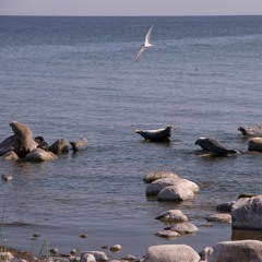 Grey seals and terns at Gotska Sandön, Sweden.