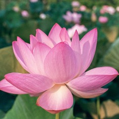 lotus (visuals in description)